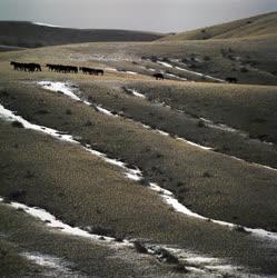 Életkép - Tájkép - Mongólia