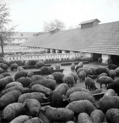 Gazdaság - A szegedi sertéshízlalda 