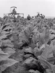 Mezőgazdaság - Törik a dohányt az őrhalmi téeszben