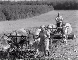 Mezőgazdaság - Mezőgazdasági munka