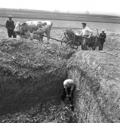 Mezőgazdaság - Silóbontás a jánosházi téeszben