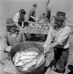 Állattenyésztés - Halászat a Hortobágyi Állami Gazdaságban