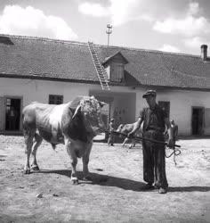 Mezőgazdaság - Földműves-szövetkezet a Tiszántúlon