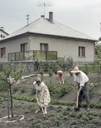 Mezőgazdaság - Életvitel - Háztáji gazdálkodás