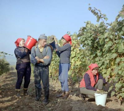 Mezőgazdaság - Szüretelők Tokajban