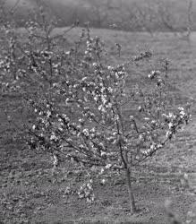 Mezőgazdaság - Virágzó almafa a Petőfi Tsz-ben