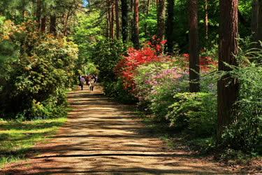 Természet - Kám - Jeli arborétum