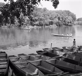 Természet-környezet - Mártélyi Tisza-part