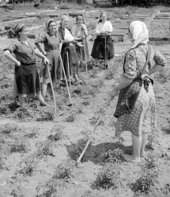 Mezőgazdaság - A rákoskeresztúri Kossuth Termelőszövetkezet