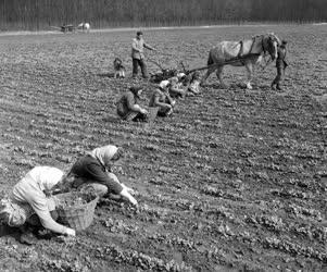 A szerző válogatása - A Bodakajtori Állami Gazdaságban 