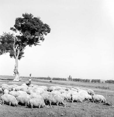 Mezőgazdaság - Állattenyésztés az Alsóleperd pusztai ÁG-ban