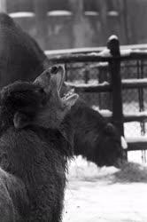 Állatvédelem - Tél az Állatkertben