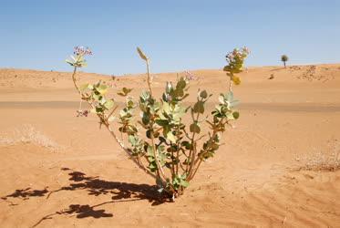 Omán - Al Wasil - Szodomai alma a sivatagban