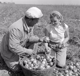 Mezőgazdaság - Hagymaszedés a makói Lenin Tsz-ben
