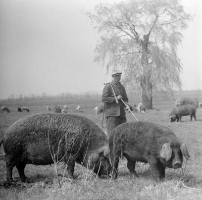 Életkép - Foglalkozás - Pásztorélet