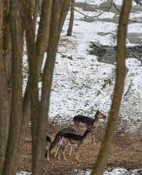 Vadgazdálkodás - Nyíradony - Dámvadak a téli erdőben
