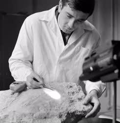 Tudomány - Hatvanmillió éves teknősbéka megkövesedett maradványa
