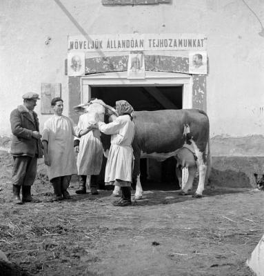 Mezőgazdaság - A sarkadi Lenin Termelőszövetkezet