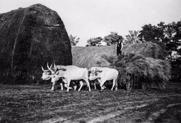 Mezőgazdaság - Vidéki élet 1920-30 