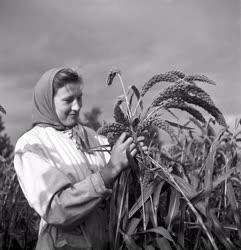 Mezőgazdaság - Lenin termelőszövetkezet