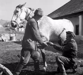 Állattenyésztés - Lópatkolás