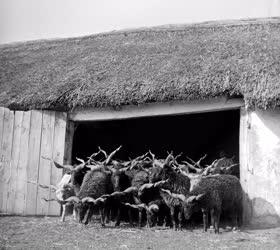 Állattenyésztés - Racka juhok a Hortobágyon