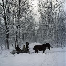 Természet - Vadon élő állatok a téli erdőben