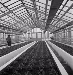 Mezőgazdaság - Új üvegház a budafoki Kertészeti Kutatóintézetben