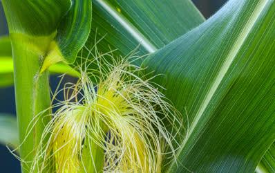 Mezőgazdaság - Balmazújváros - Termőre fordult a kukorica 