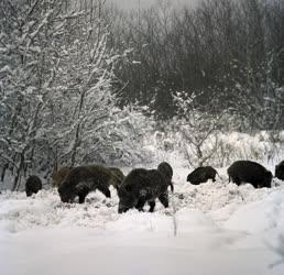 Természet - Vadon élő állatok a téli erdőben