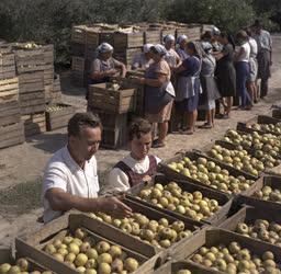 Mezőgazdaság - Almaszüret a kiskunlacházai Kiskun Tsz-ben