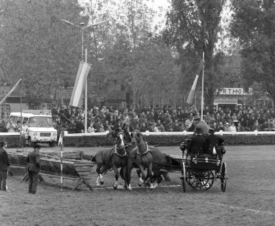 Sport - Fogathajtás - I. Hajtó Európa-bajnokság