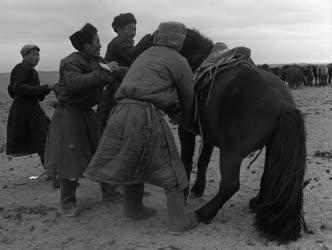 A szerző válogatása - Pillanatkép Mongóliából