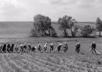 Mezőgazdaság - Versenyben az asszonybrigádok