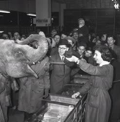 Színes - Jumbó elefánt a Verseny áruházban