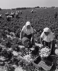 Mezőgazdaság - Paprikaszedés - Bogyiszlói paprika