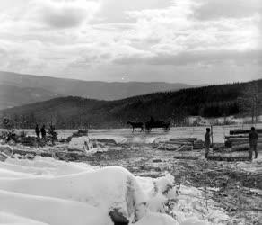 Téli fakitermelés a Mátrai Erdőgazdaságban