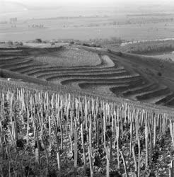 Tokaj