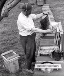 Mezőgazdaság - Zalavári Új Idők Termelőszövetkezet méhészete