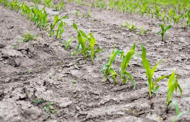 Mezőgazdaság - Szigetszentmiklós - Kukorica palánták