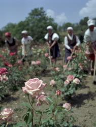 Mezőgazdaság - A nagytétényi rózsakertészetben