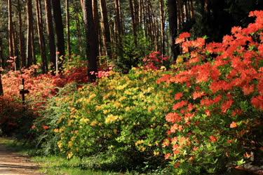 Természet - Kám - Jeli arborétum