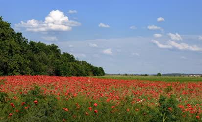 Természet - Hortobágy - Vadvirágok