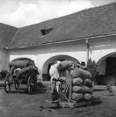 Mezőgazdaság - Bugonya szállítmány Balmazújvárosban