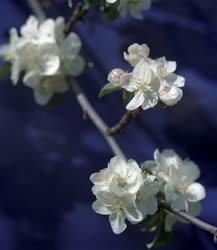 Természet - Virágzó almafaág