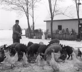 Mezőgazdaság - Háziállatok etetése