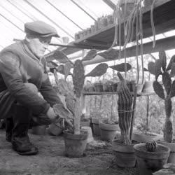 Mezőgazdaság - Üvegházi termesztés - Kaktusz