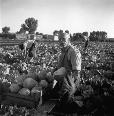 A szerző válogatása - Szedik a káposztát Baracskán