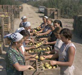 Mezőgazdaság - Almaszüret a kiskunlacházai Kiskun Tsz-ben