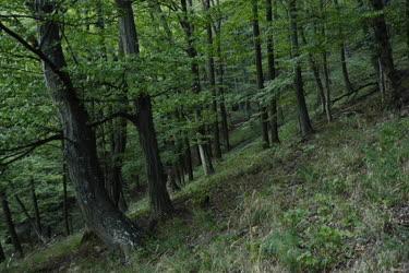 Természet - Kemence - Börzsönyi erdőrészlet